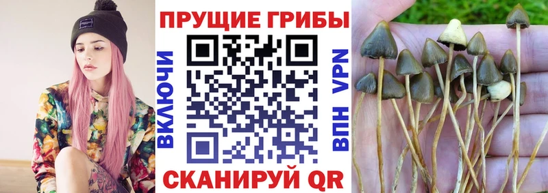 Галлюциногенные грибы Magic Shrooms где найти Пушкино